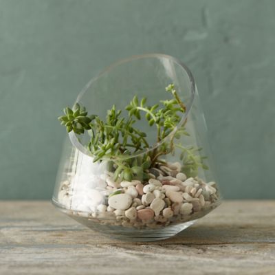 Terrarium Supplies to Make Your Own Terrarium