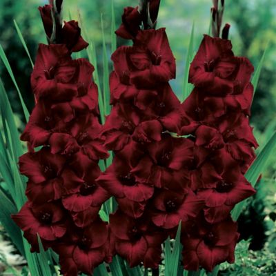 ‘Black Beauty’ Gladiolus Bulbs in Garden Gladiolus at Terrain