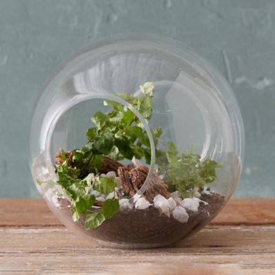 Open Globe Terrarium Terrain