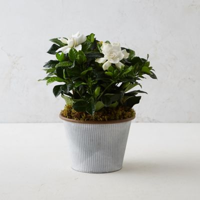 Gardenia, Small Stripe Pot Terrain
