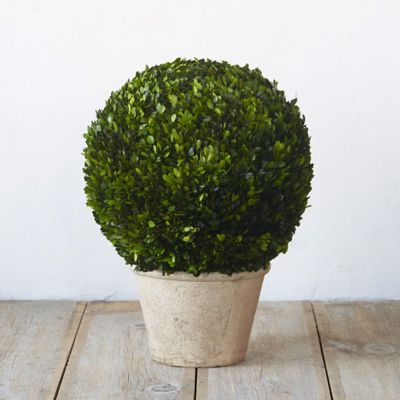 Preserved Boxwood Globe Topiary Terrain