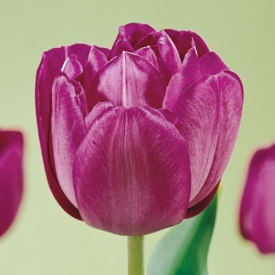 Tulip ‘Blue Spectacle’ Bulbs Terrain