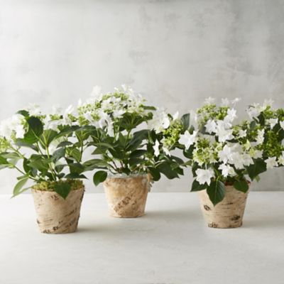 Build Your Own Potted Shooting Star Hydrangea Terrain