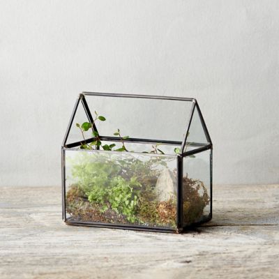 Framed Greenhouse Terrarium Terrain