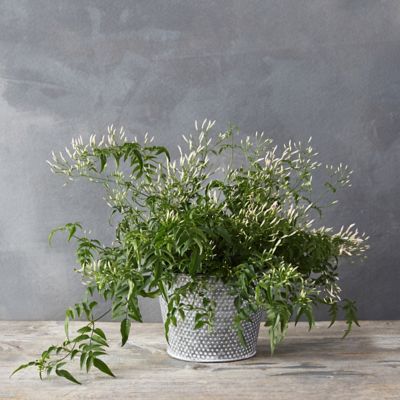 Cascading Jasmine, Dotted Pot Terrain