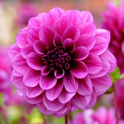 ‘Blue Bell’ Dahlia Bulb Terrain