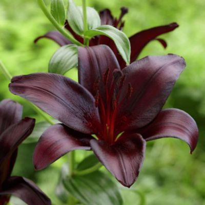‘Nightrider’ Lily Bulbs Terrain