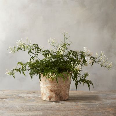 Cascading Jasmine, Birch Pot Terrain