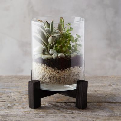 How to Make a Terrarium