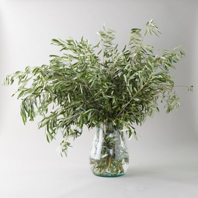 Fresh Olive Branch Bunch Terrain