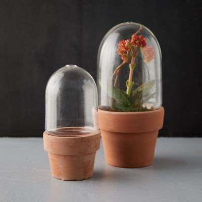Glass Cloche Bell Jars for Indoor Gardening