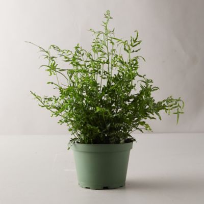 Grow Brake Fern Indoors Pteris cretica Care Tips