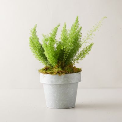Foxtail Fern House Plants Asparagus densiflorus 'Myers'