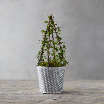 Grow Muehlenbeckia complexa Indoors (Angel Vine, Maidenhair Vine)