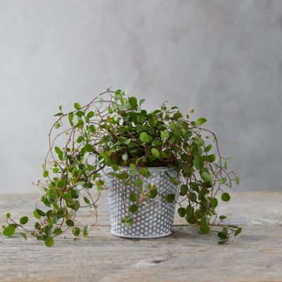 Grow Muehlenbeckia complexa Indoors (Angel Vine, Maidenhair Vine)