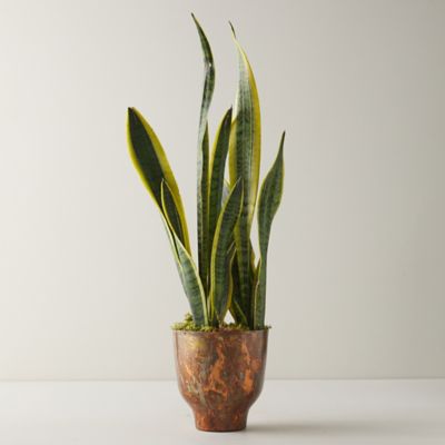 Snake Plant, Copper Pot Terrain
