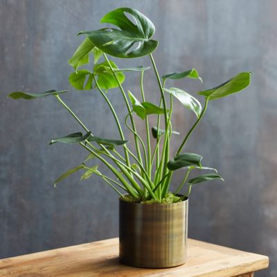 Monstera Deliciosa, Metal Pot Terrain