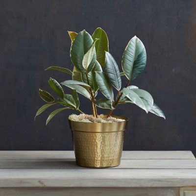 The 10 Best Places to Buy Plants Online
