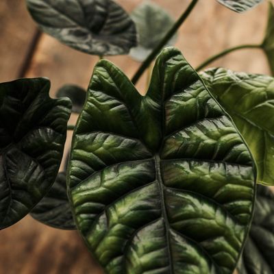 Alocasia Mirror Face Terrain