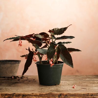 Full Sun Dragon Wing Begonias