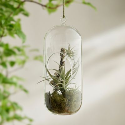 Hanging Terrarium Terrain
