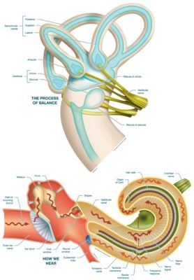 The Ear Hearing And Balance Worksheet