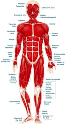 Simplified Muscular System - Labeled - BodyPartChart Official Site