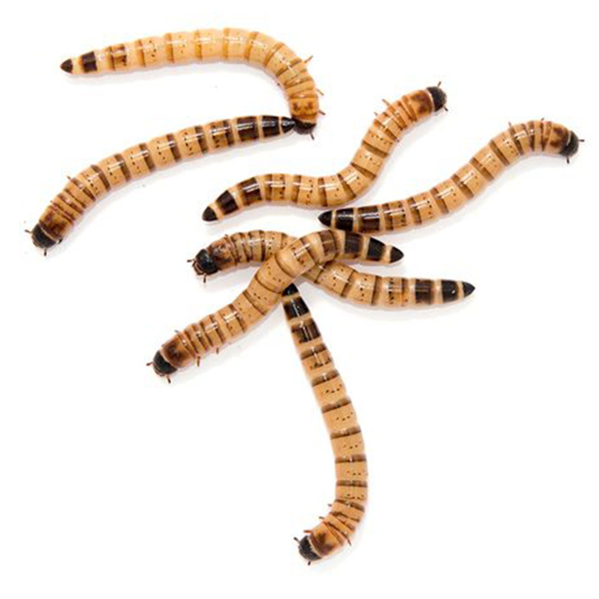 Live Superworms reptile Food PetSmart