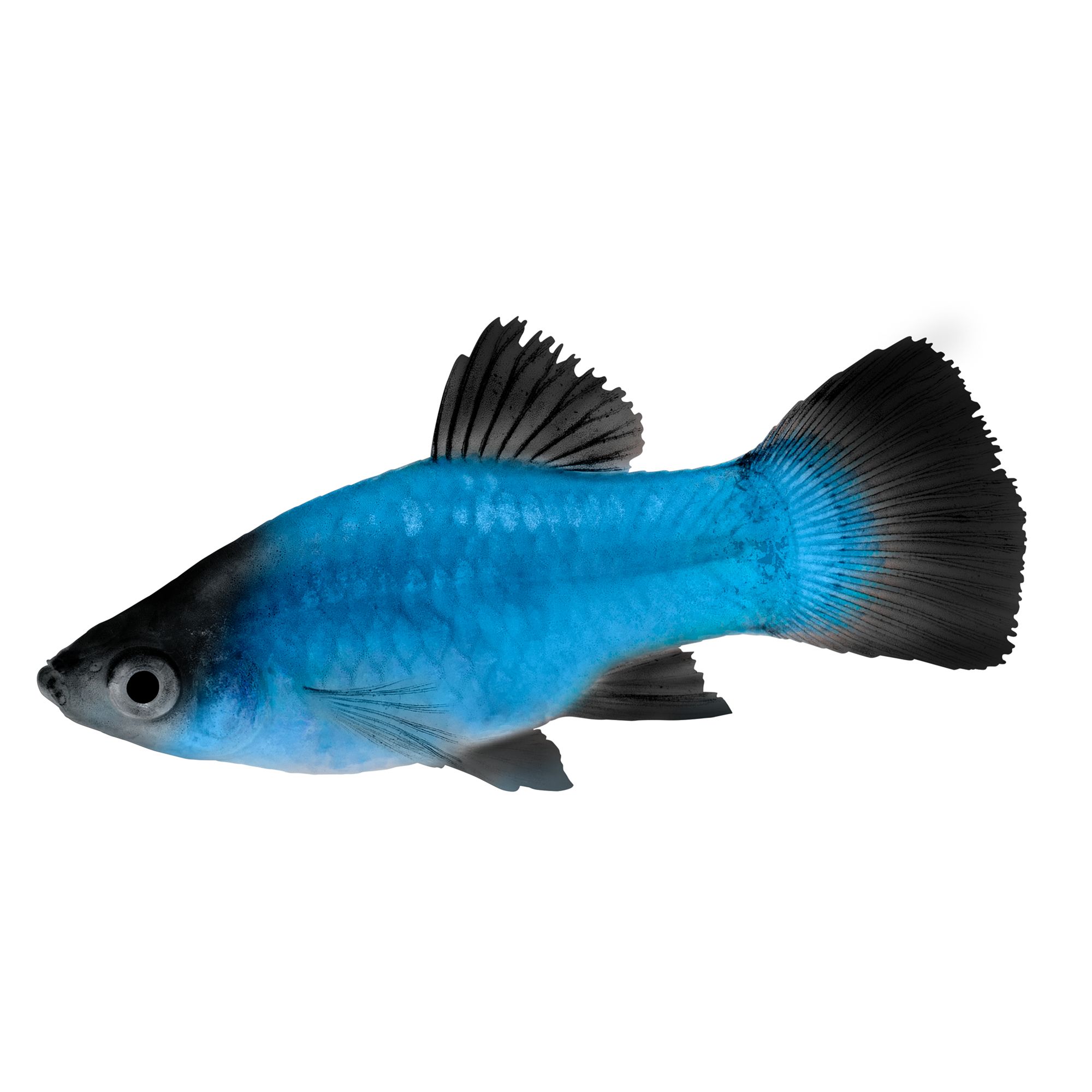 Blue Wag Platy