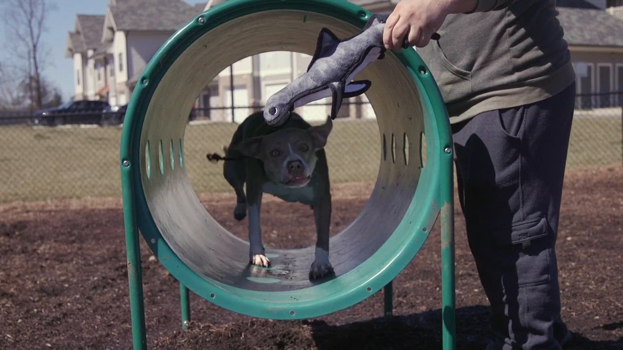 Shark Dog Toy Petsmart