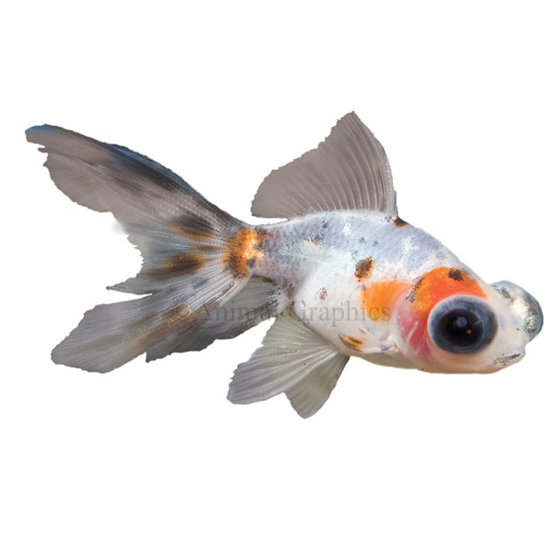 Calico TelescopeEye Goldfish fish Goldfish, Betta & More PetSmart