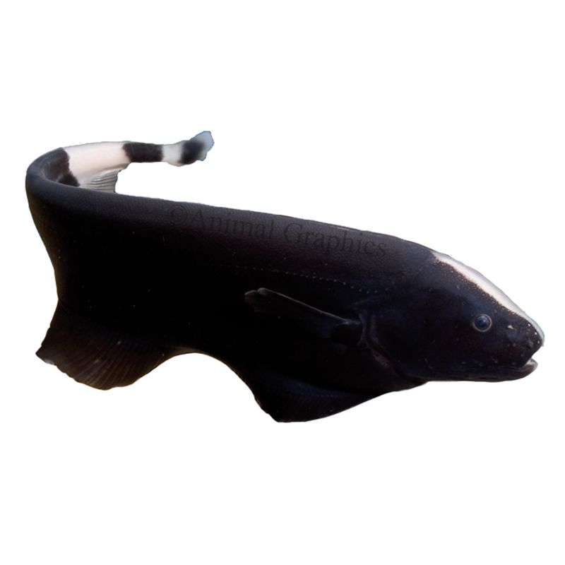 Black Ghost Knifefish fish Goldfish, Betta & More PetSmart