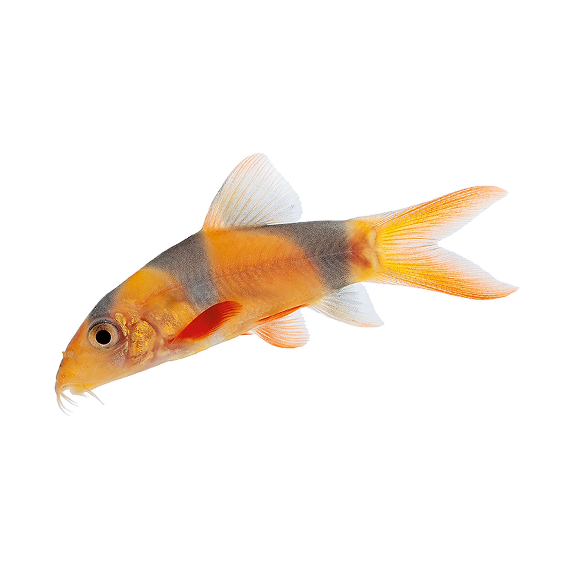 Clown Loach fish Goldfish, Betta & More PetSmart
