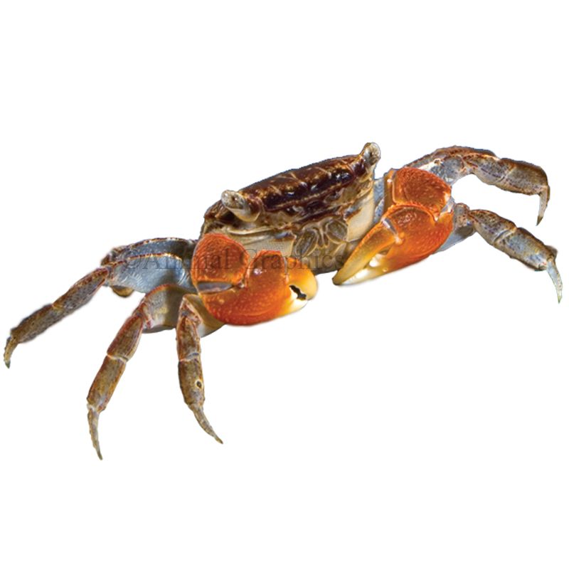 Red Clawed Crab fish Goldfish, Betta & More PetSmart