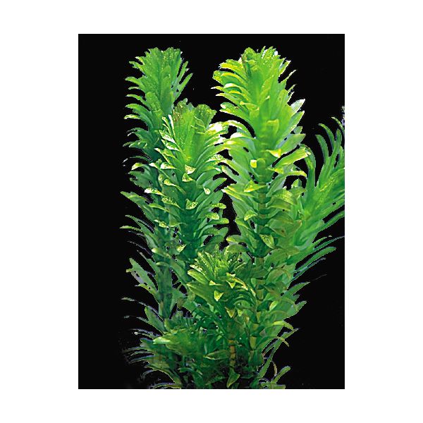 Elodea Plant For Sale Live Aquarium Plants PetSmart