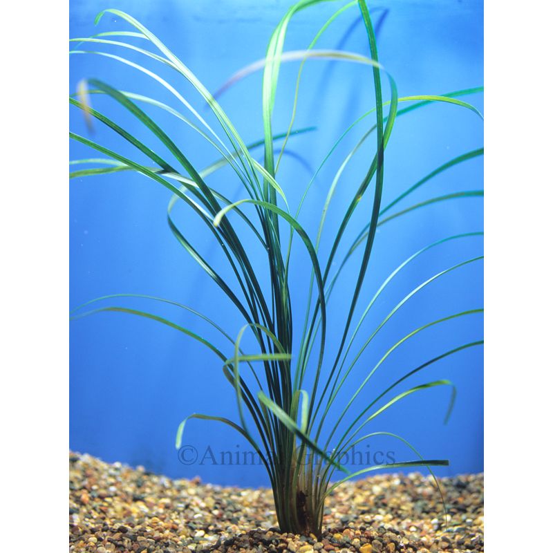 Green Mondo Grass fish Live Plants PetSmart