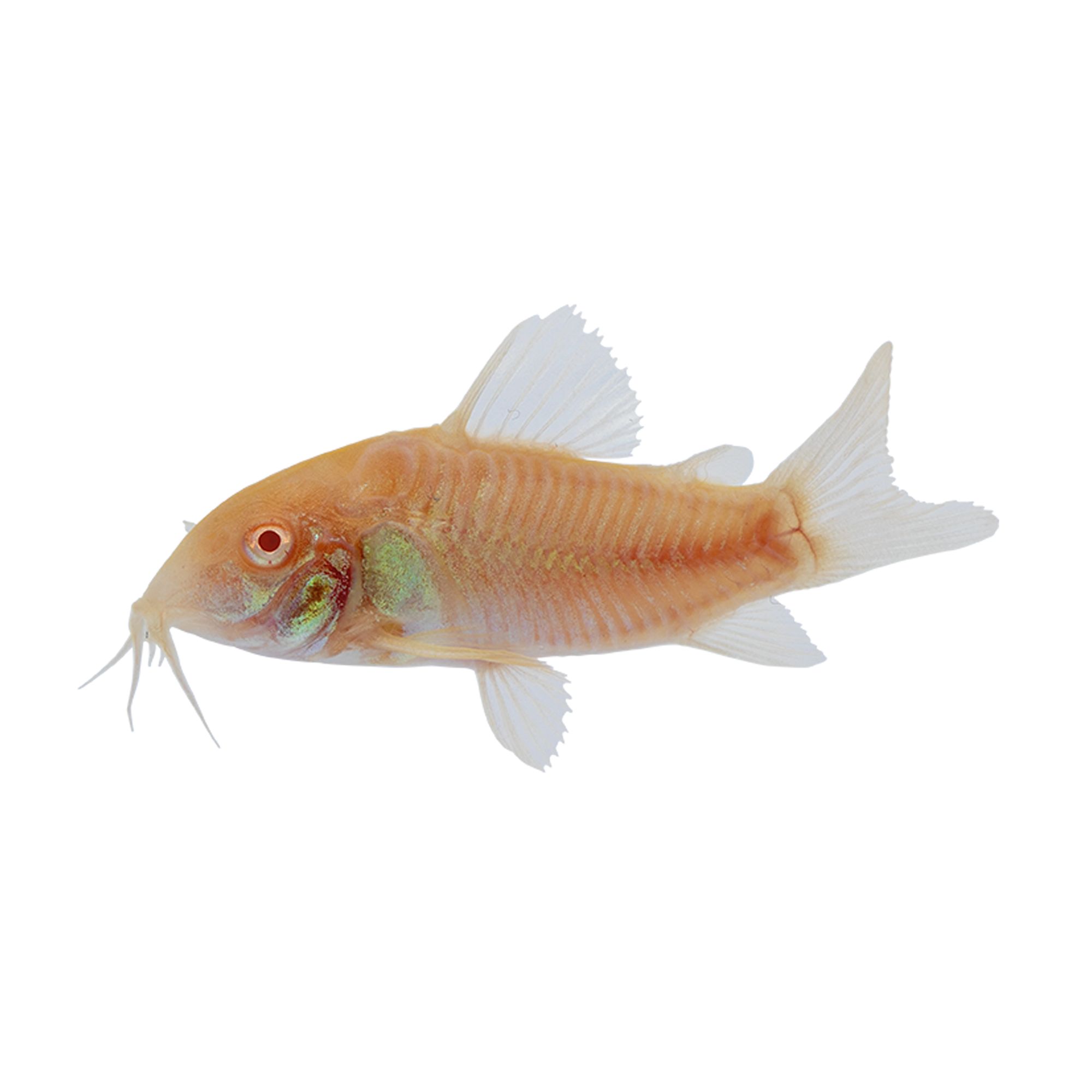 Albino Cory Catfish For Sale Live Pet Fish PetSmart