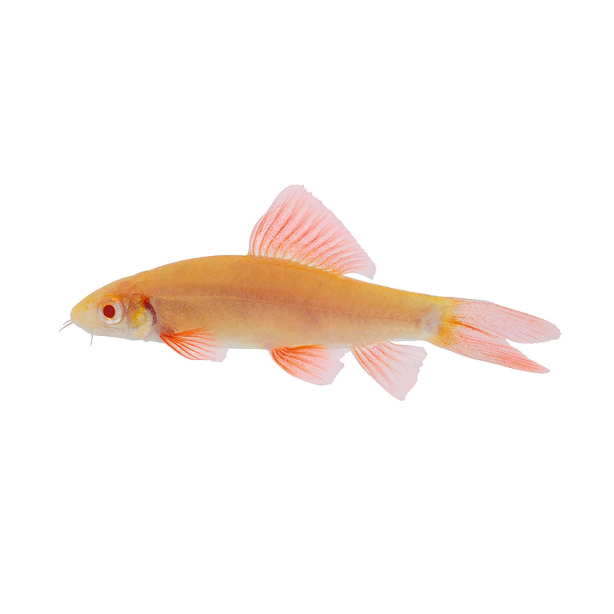 Rainbow Shark fish Goldfish, Betta & More PetSmart