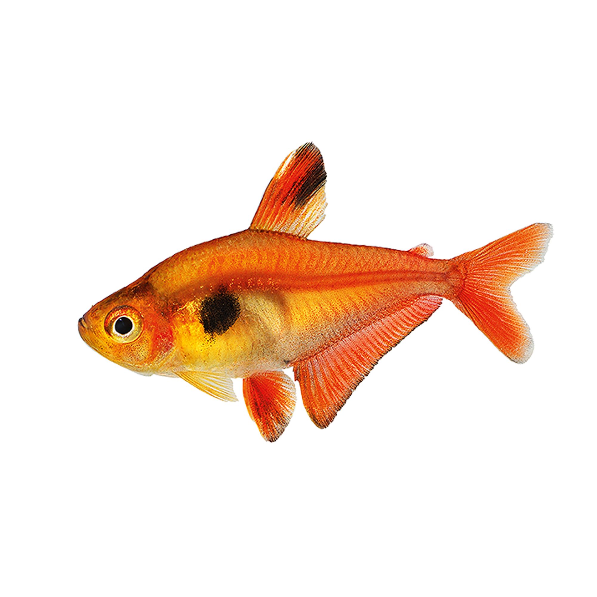 Red Minor Tetra fish Goldfish, Betta & More PetSmart