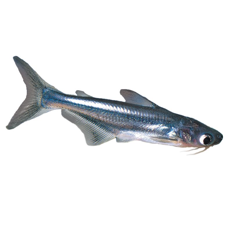 Pangasius Catfish fish Goldfish, Betta & More PetSmart
