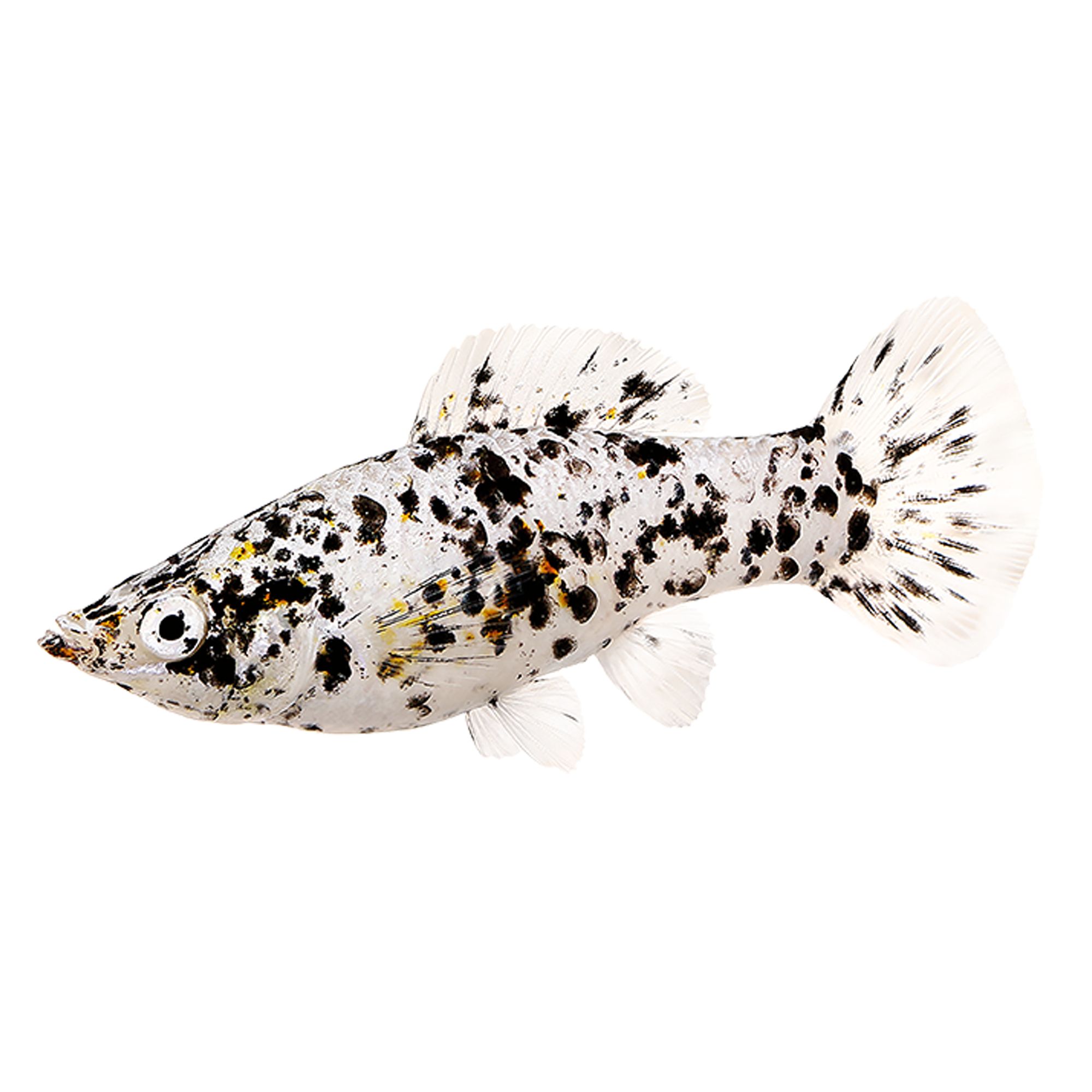 Dalmatian Molly fish Goldfish, Betta & More PetSmart