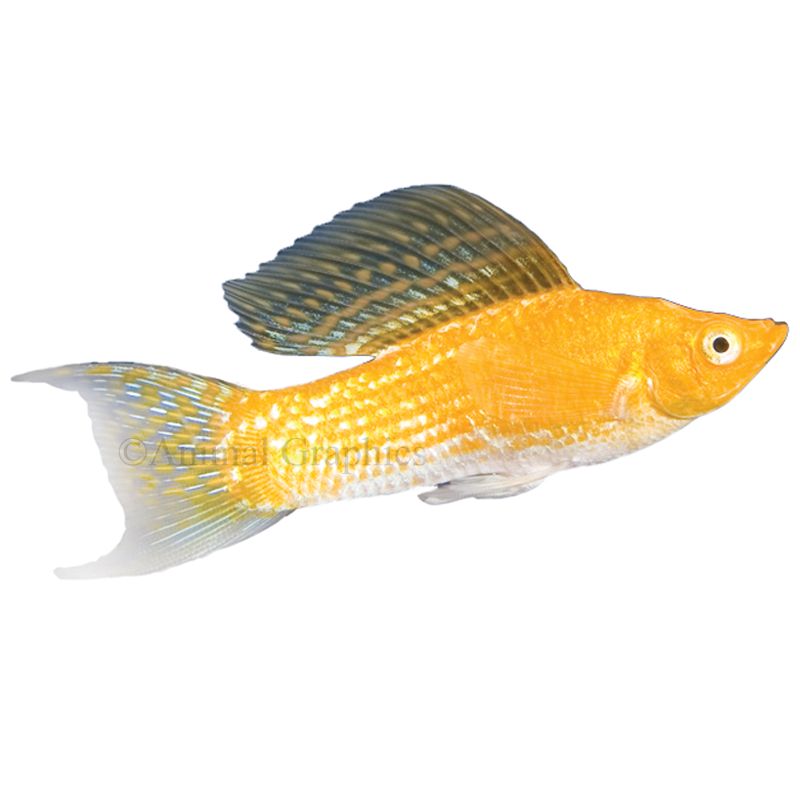 Cremecicle Lyretail Molly fish Goldfish, Betta & More PetSmart