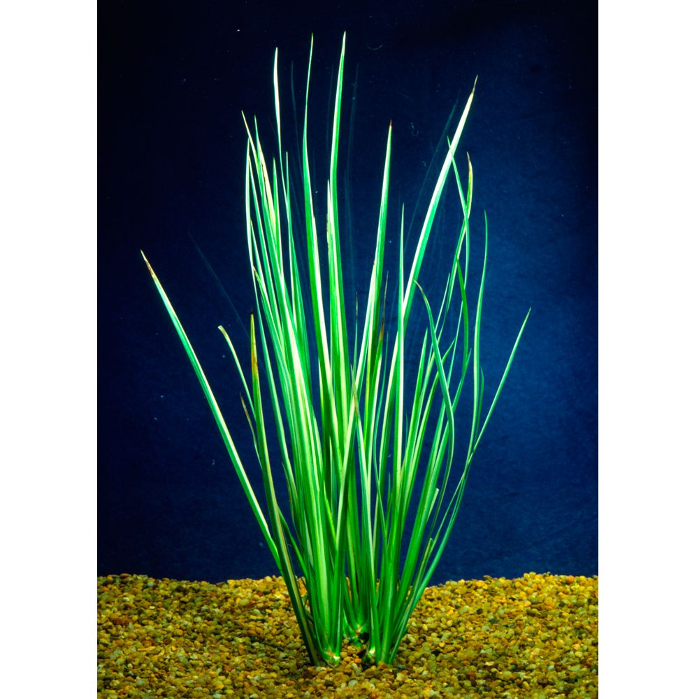 Acorus fish Live Plants PetSmart
