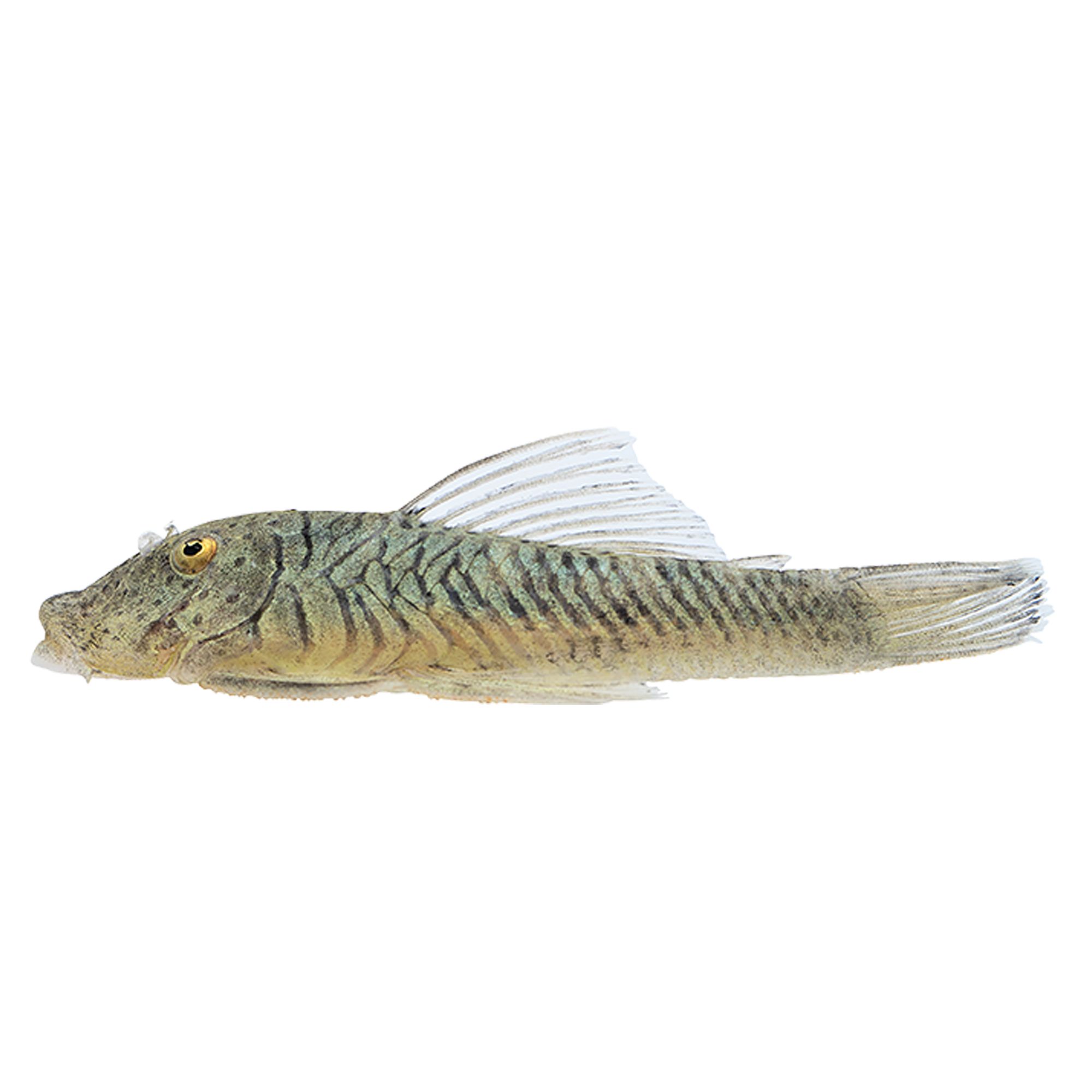 Rubber Lip Plecostomus fish Goldfish, Betta & More PetSmart