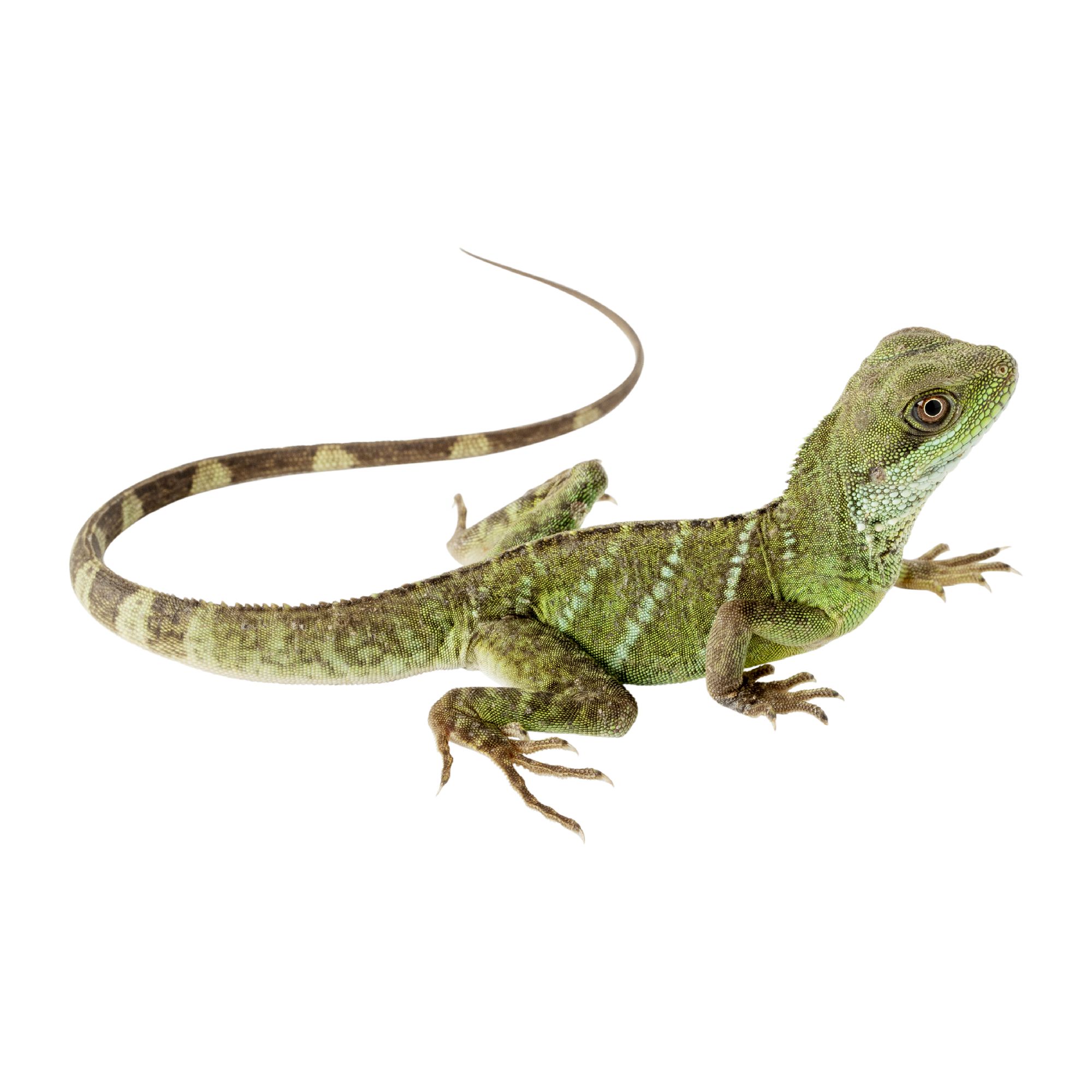 Chinese Water Dragon For Sale Live Pet Reptiles PetSmart