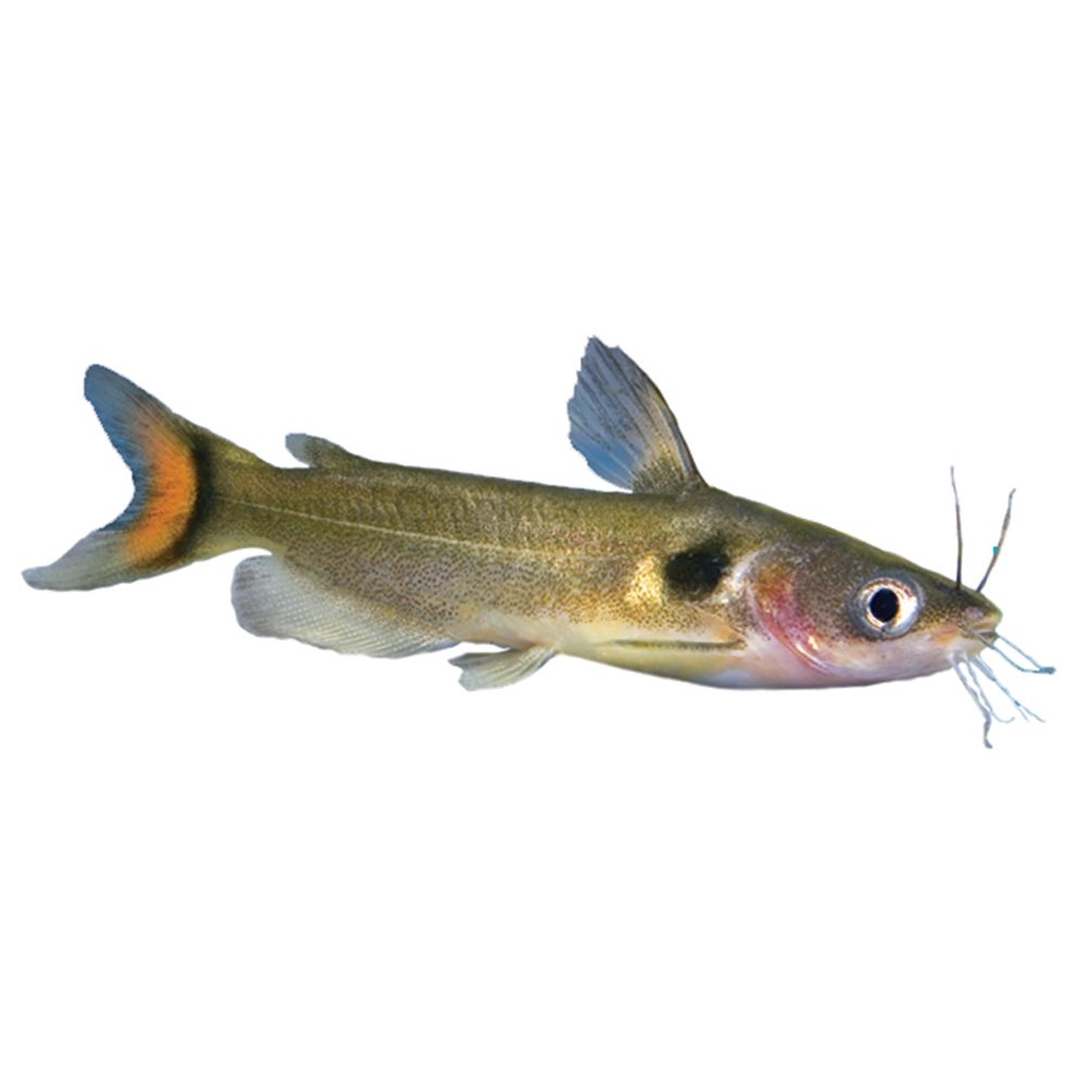 Eclipse Catfish fish Goldfish, Betta & More PetSmart