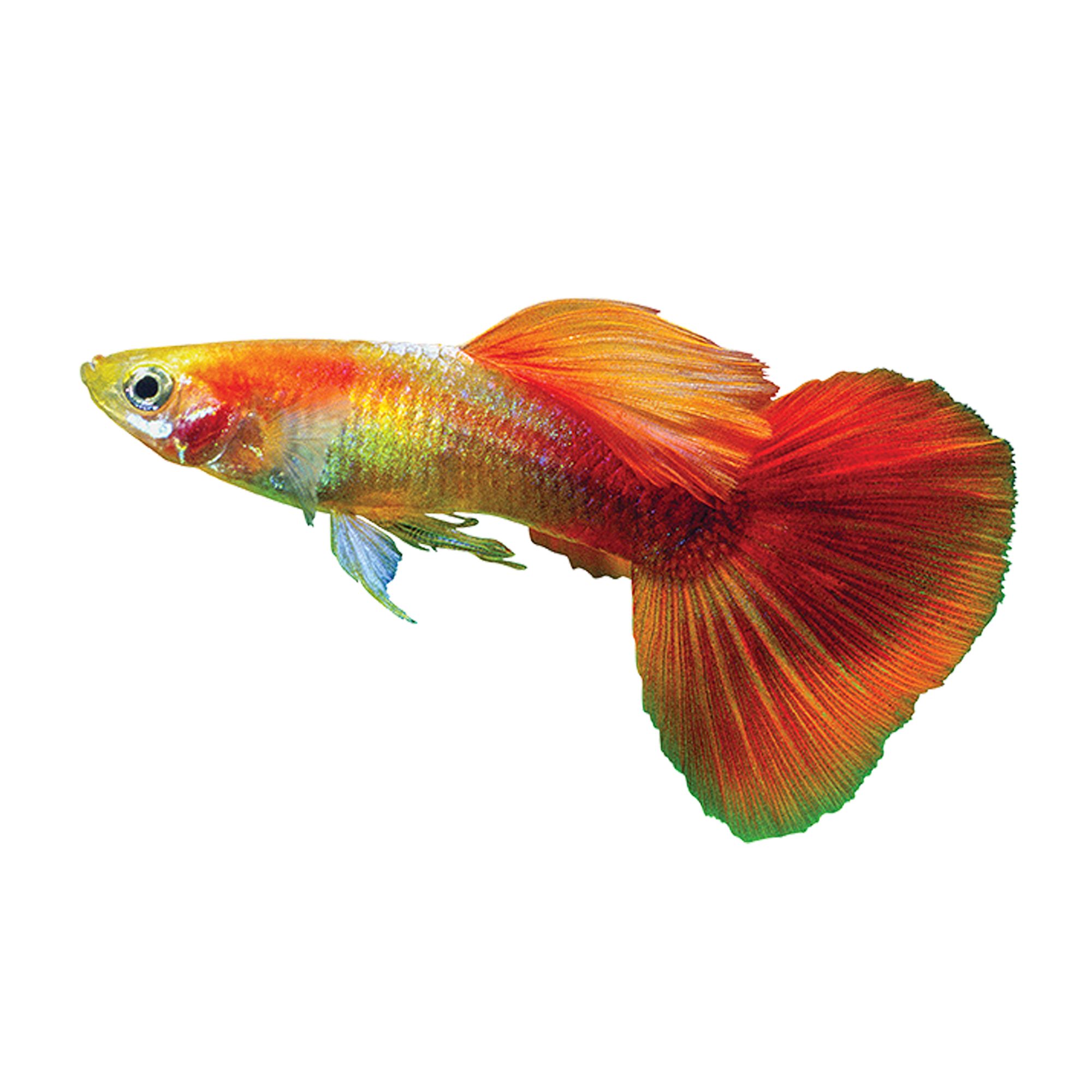 Red Gold Tuxedo Guppy | Fish Goldfish, Betta & More | Petsmart