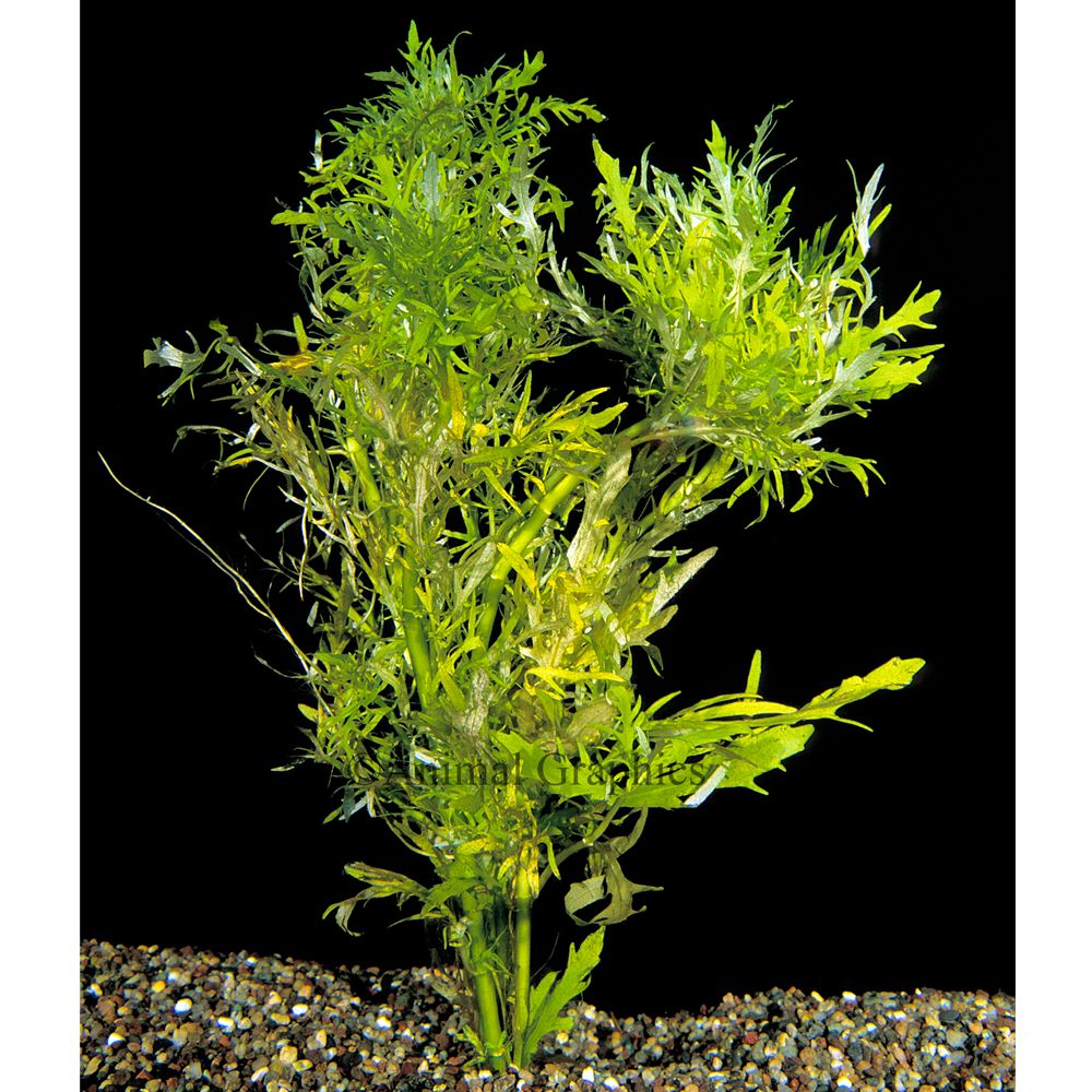 Water Wisteria fish Live Plants PetSmart