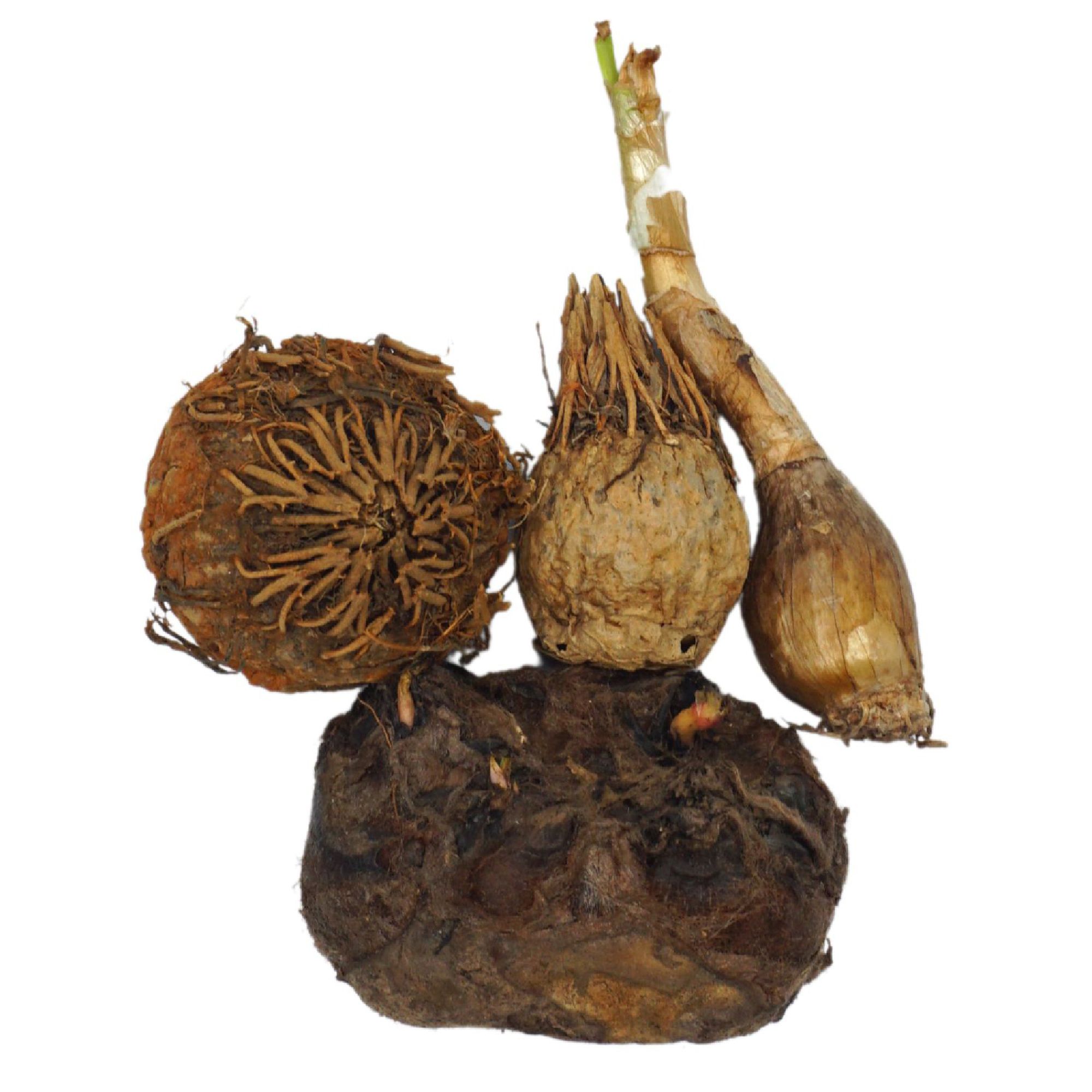 Dwarf Aquarium Lily (Nymphaea Stellata), Bulb ubicaciondepersonas