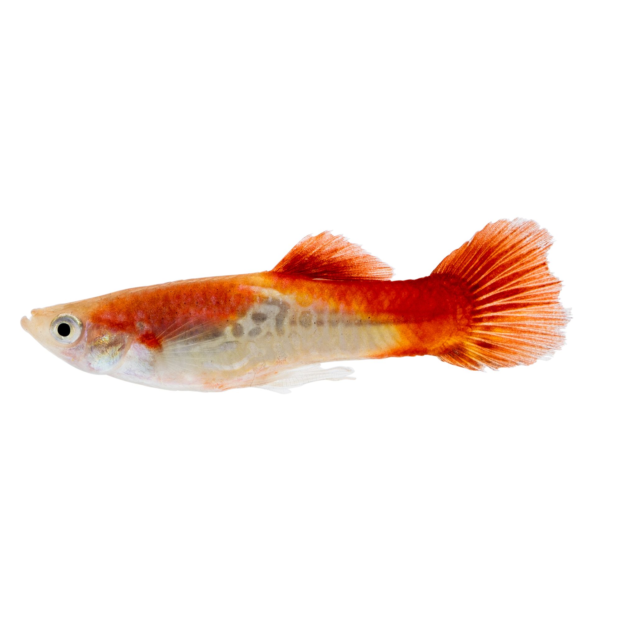 Mixed Male Cobra Guppy fish Goldfish, Betta & More PetSmart